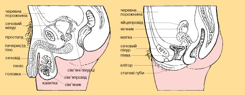 статеві органи