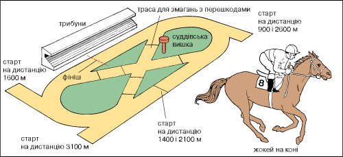 кінний спорт