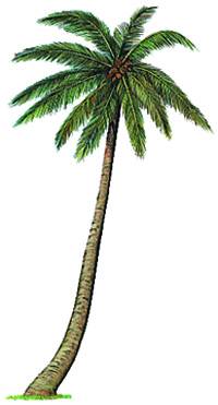 кокосова пальма
