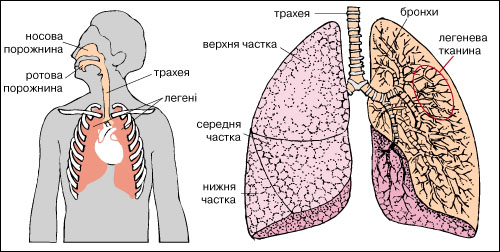 легені