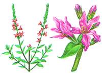 плакун