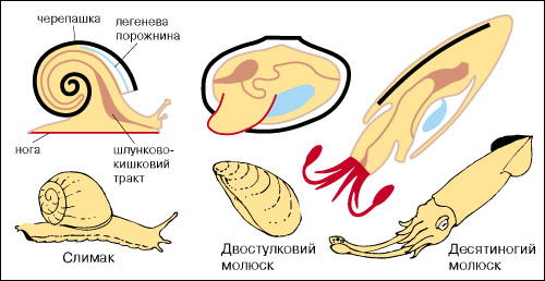 молюски