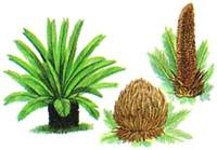 саґова пальма