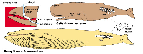 китоподібні