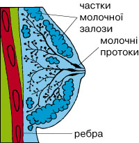 грудні залози