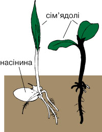 сім'ядолі