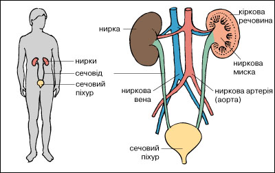нирки