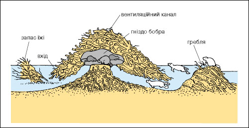 бобри