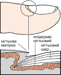 нігті