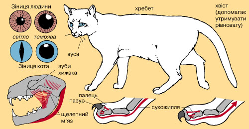 кіт домашній