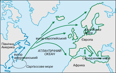 вугор європейський