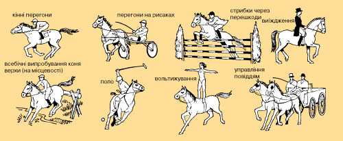 кінні перегони