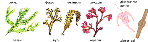 водорості