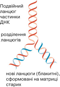 реплікація ДНК