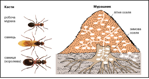 мурашки