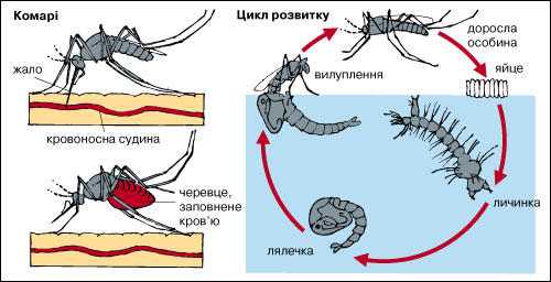 комарі